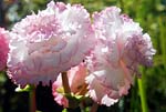 Begonia 01 - s